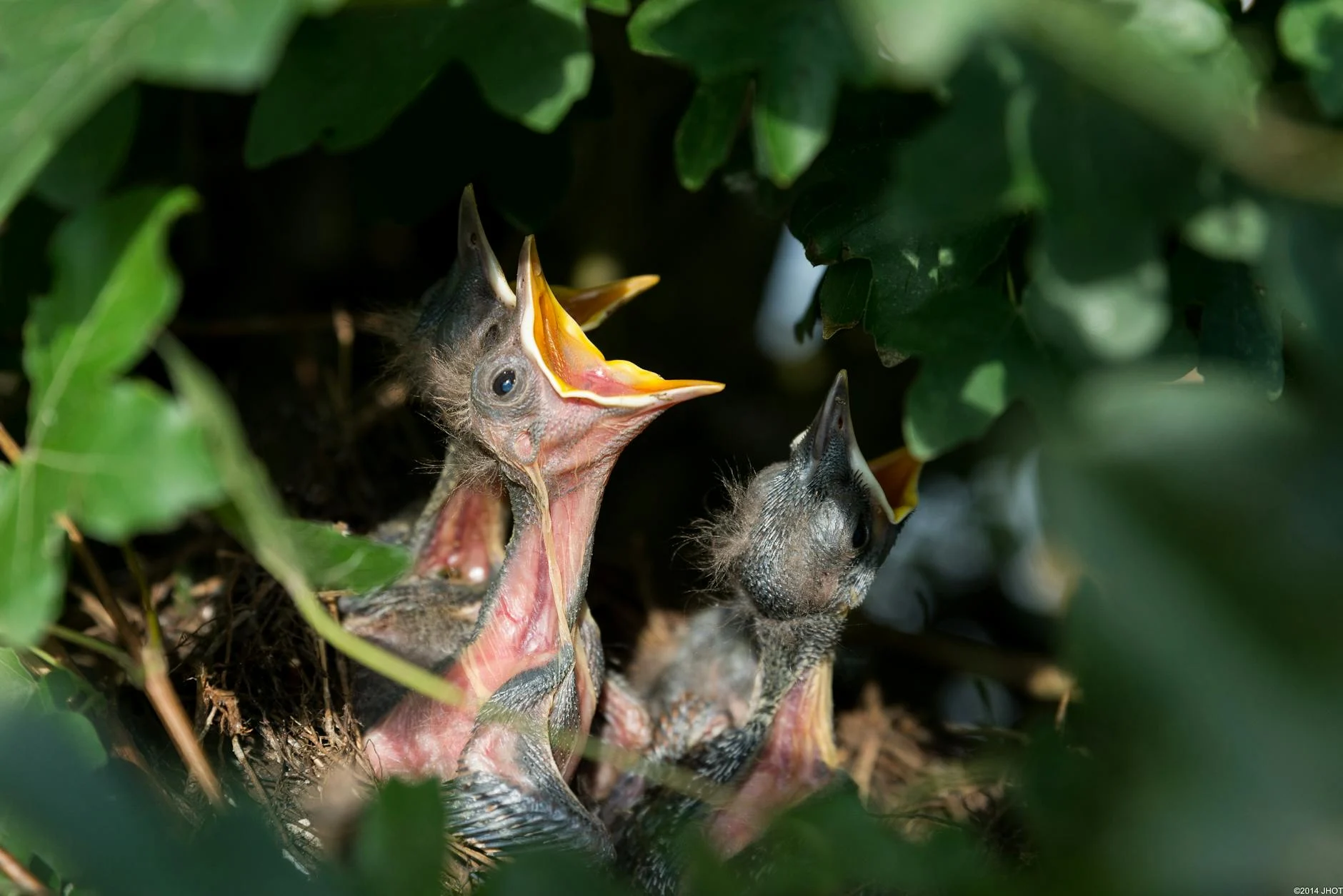 Baby bird in nest on tree